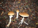 Psathyrella longistriata image