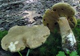 Boletus variipes image