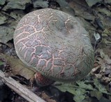 Boletus chrysenteron image