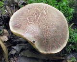 Boletus chrysenteron image