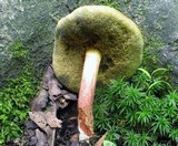 Boletus chrysenteron image