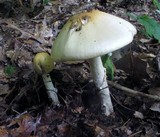Amanita velatipes image