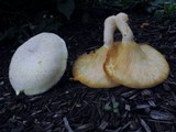 Pleurotus dryinus image