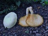 Pleurotus dryinus image