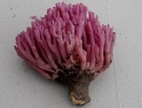 Clavaria zollingeri image