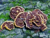 Phellinus gilvus image