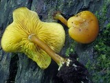 Callistosporium luteo-olivaceum image
