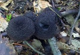 Inocybe tahquamenonensis image