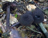 Inocybe tahquamenonensis image