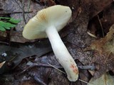 Russula pectinatoides image