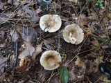 Russula pectinatoides image