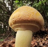 Amanita wellsii image