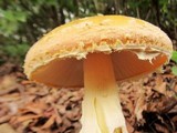 Amanita wellsii image