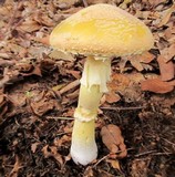 Amanita wellsii image