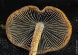 Panaeolus cinctulus image