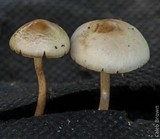 Panaeolus cinctulus image