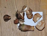 Tylopilus badiceps image
