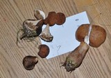 Tylopilus badiceps image