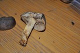 Retiboletus griseus image