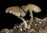 Panaeolus cinctulus image