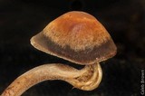 Panaeolus cinctulus image