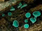 Chlorociboria aeruginosa image