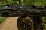 Chlorociboria aeruginosa image