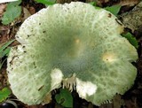 Russula parvovirescens image