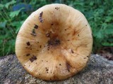 Russula grata image