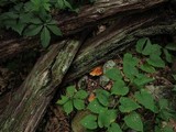 Piptoporus quercinus image