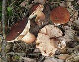 Tylopilus variobrunneus image
