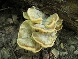 Meripilus sumstinei image