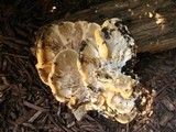 Meripilus sumstinei image