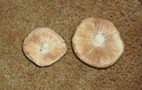 Pluteus petasatus image