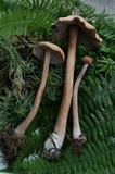 Laccaria longipes image