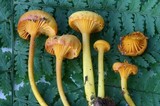 Hygrocybe nitida image