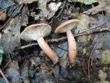 Lactarius quietus var. incanus image