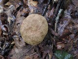 Boletus chrysenteron image