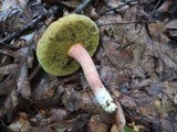 Boletus chrysenteron image