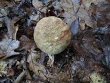 Boletus chrysenteron image