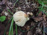 Lactarius hygrophoroides image
