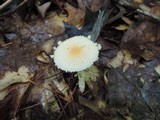 Lepiota clypeolaria image