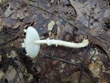 Lepiota clypeolaria image