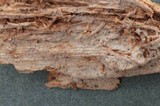 Tubulicrinis subulatus image