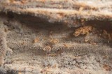 Tubulicrinis subulatus image
