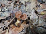 Gymnopus biformis image