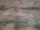 Tubulicrinis subulatus image