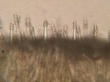 Tubulicrinis subulatus image