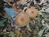 Gymnopus subnudus image