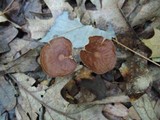Gymnopus biformis image